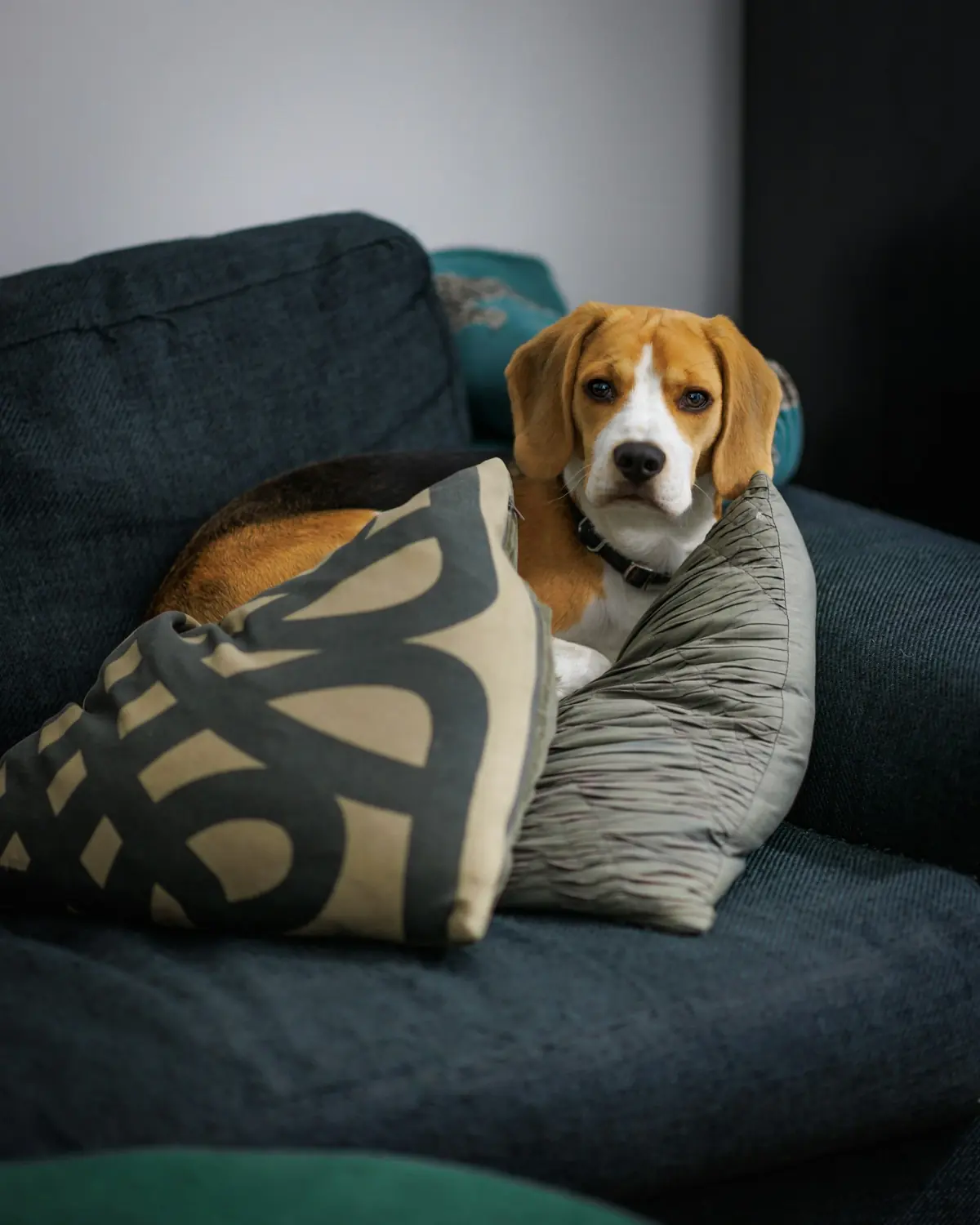 A beagle resting on a sofa